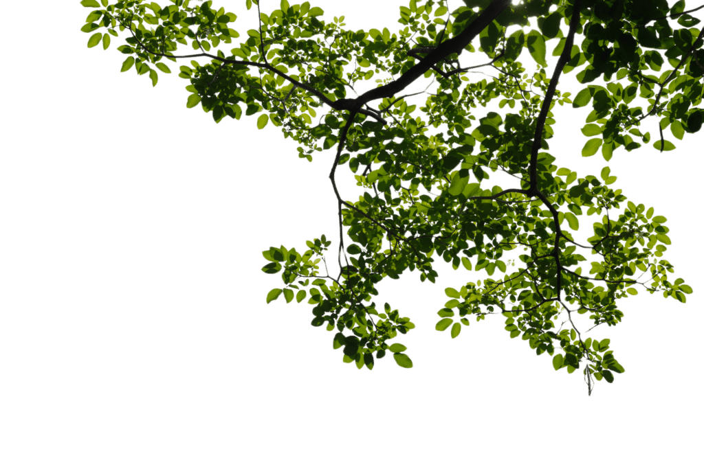 Branche 2 d - Élagage - Quimper Brest Branche 2 d - Élagage - Quimper Brest